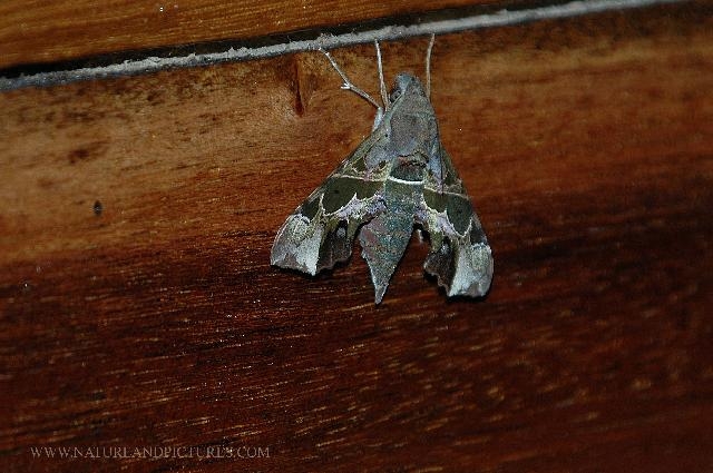 andes, amazon, wildlife, ecuad-15.jpg - AMAZON RAINFOREST